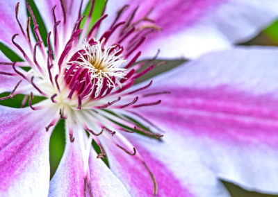 stripped clematis